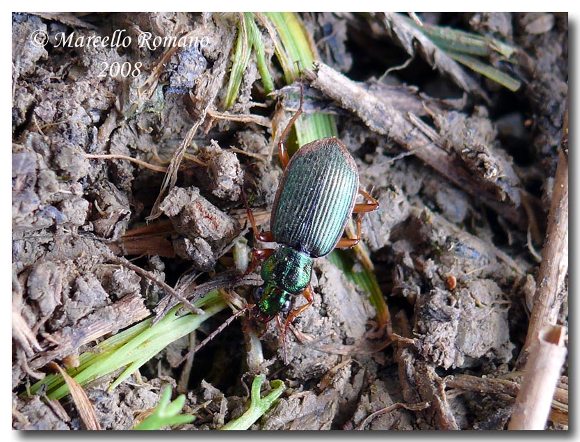 Chlaeniellus vestitus (Carabidae)